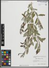 Foto von Salix turanica Nasarow